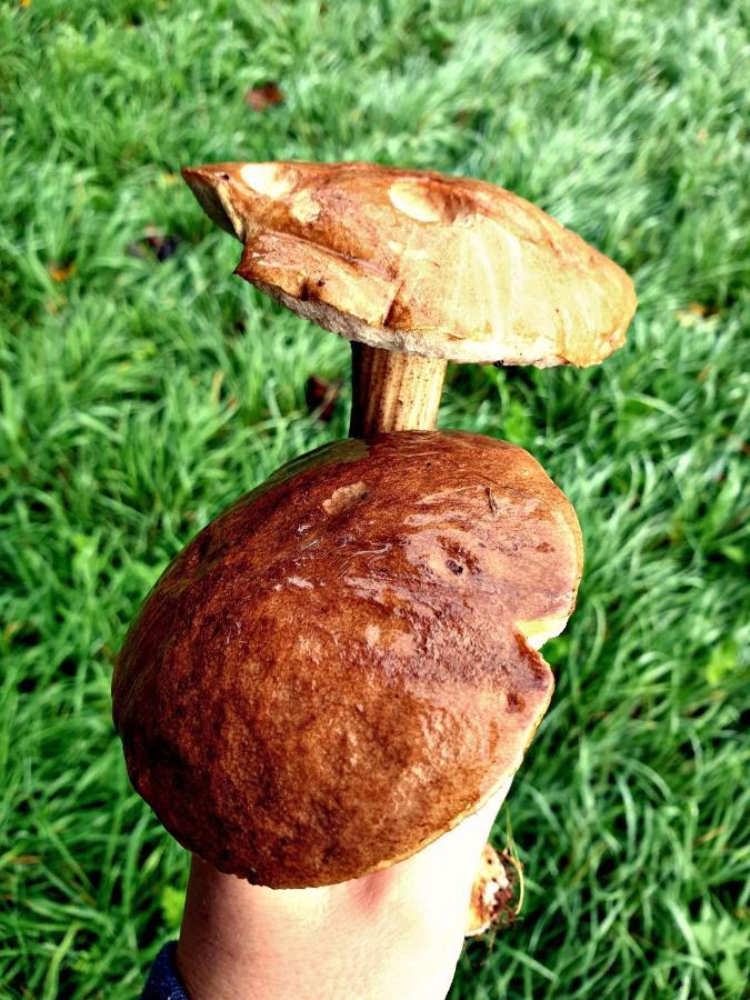 Zielona Samotnia *